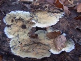 Merulius tremellosus image