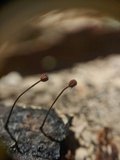 Marasmius thwaitesii image
