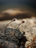 Marasmius thwaitesii image