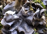 Leptogium cyanescens image