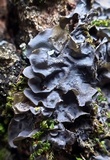 Leptogium cyanescens image