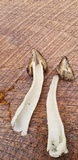 Morchella punctipes image