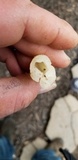 Morchella punctipes image