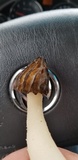 Morchella punctipes image