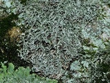 Ramalina intermedia image