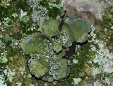 Ramalina intermedia image
