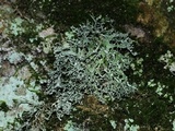 Ramalina intermedia image