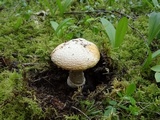 Amanita aprica image