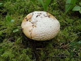 Amanita aprica image