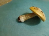 Amanita aprica image