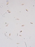Collybiopsis subnuda image