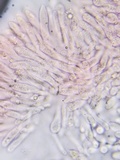 Collybiopsis subnuda image