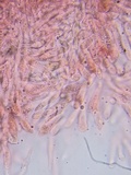 Collybiopsis subnuda image