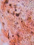 Collybiopsis subnuda image