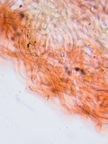 Collybiopsis subnuda image