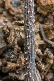 Ambarignomonia petiolorum image