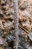 Ambarignomonia petiolorum image