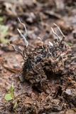 Xylaria liquidambar image
