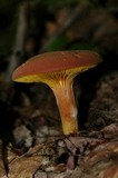 Phylloporus leucomycelinus image