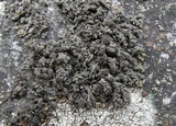 Xanthoparmelia verruculifera image