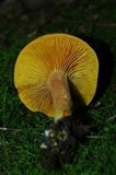 Phylloporus leucomycelinus image