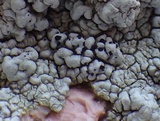 Buelliella minimula image
