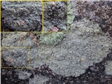 Buelliella minimula image