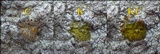 Buelliella minimula image