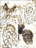 Buelliella minimula image