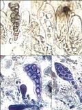 Buelliella minimula image