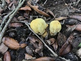 Agaricus auricolor image