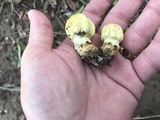 Agaricus auricolor image