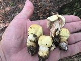 Agaricus auricolor image