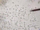 Amanita chrysoblema image