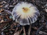 Agaricus auricolor image