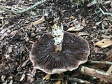 Agaricus auricolor image