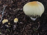Agaricus auricolor image