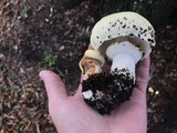 Agaricus auricolor image