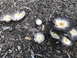 Agaricus auricolor image