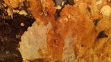 Pycnoporellus alboluteus image