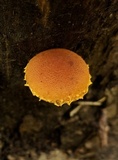 Pholiota subsulphurea image