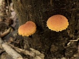 Pholiota subsulphurea image