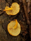 Pholiota subsulphurea image