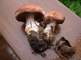 Cortinarius laniger image