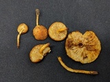 Pholiota subsulphurea image