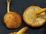 Pholiota subsulphurea image