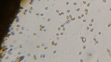 Pholiota subsulphurea image