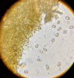 Pholiota subsulphurea image