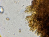 Pholiota subsulphurea image
