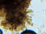Pholiota subsulphurea image